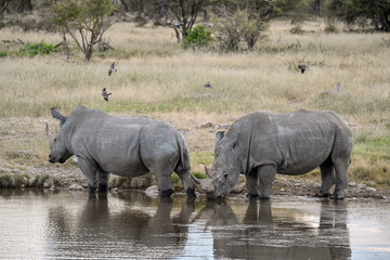 Fototapeta premium wild rhino in savanna ,Botswana , Africa