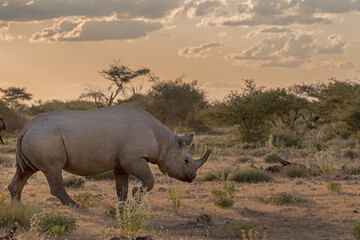 Fototapeta premium wild rhino in savanna ,Botswana , Africa