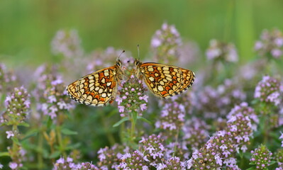 Melitaea athalia. 1405