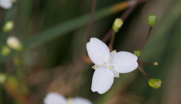 Beautiful close-up of libertia ixioides