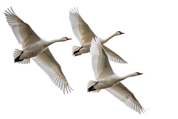 Fototapeta premium Three white swans flying in the sky with their wings spread, isolated on a transparent background