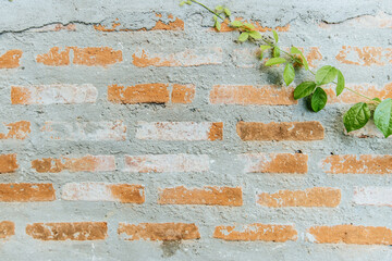 Textured brick wall with green vines urban setting photography minimalist design close-up perspective natural elements