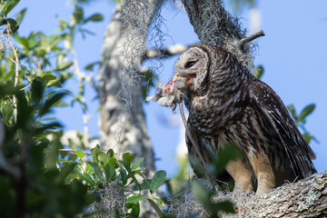 Barred owl (Strix varia) with a rat or mouse in southwest Florida