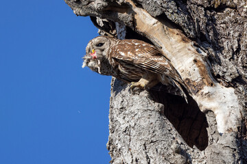 Barred owl (Strix varia) with a rat or mouse in southwest Florida