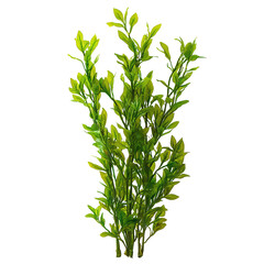 SePlant png marine plant png aquatic sePlant png underwater plant png coastal sePlant png natural sea plant png transparent background image