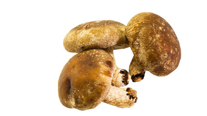 シイタケ　背景透過　素材