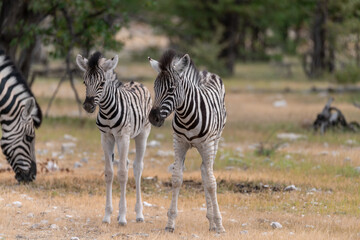 zebra in the wild savanna, animal of africa