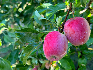 red apples on a tree