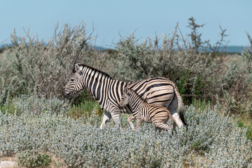 Obraz premium zebra in the wild savanna, animal of africa