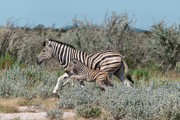 Obraz premium zebra in the wild savanna, animal of africa