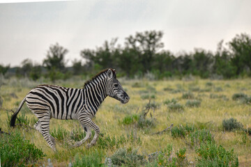 zebra in the wild savanna, animal of africa
