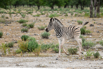 zebra in the wild savanna, animal of africa