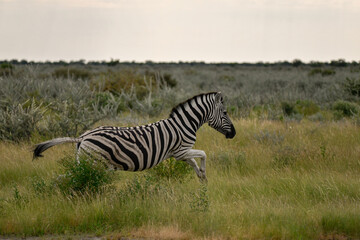 zebra in the wild savanna, animal of africa