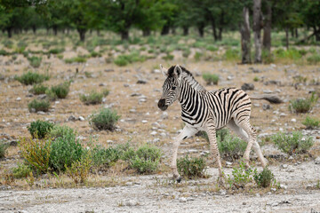 zebra in the wild savanna, animal of africa