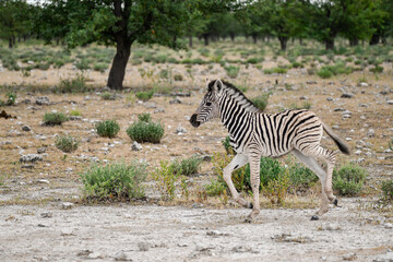 zebra in the wild savanna, animal of africa