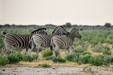 zebra in the wild savanna, animal of africa