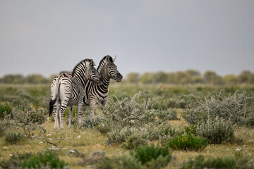 zebra in the wild savanna, animal of africa
