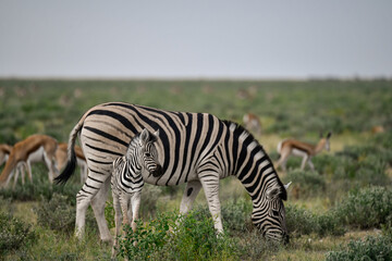 zebra in the wild savanna, animal of africa