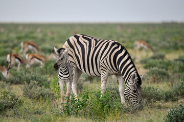 zebra in the wild savanna, animal of africa
