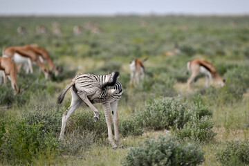 zebra in the wild savanna, animal of africa