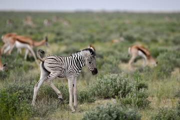 zebra in the wild savanna, animal of africa