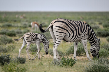 zebra in the wild savanna, animal of africa