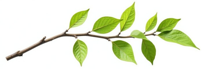 Naklejka premium Isolated branch on white background with intricate details, texture, simplicity