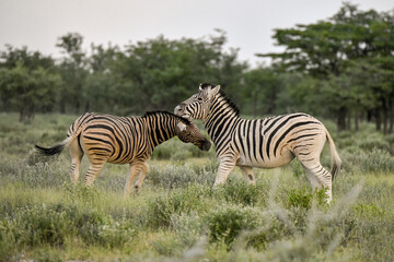 zebra in the wild savanna, animal of africa