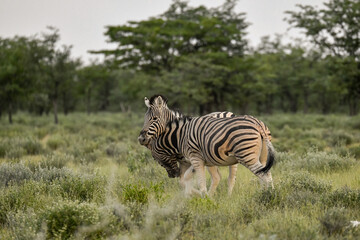 zebra in the wild savanna, animal of africa