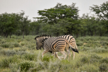zebra in the wild savanna, animal of africa