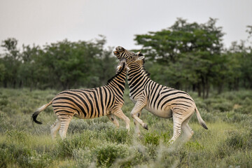 zebra in the wild savanna, animal of africa