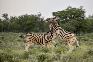 zebra in the wild savanna, animal of africa