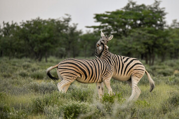 zebra in the wild savanna, animal of africa