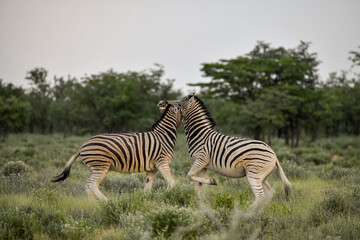 zebra in the wild savanna, animal of africa