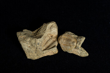 A mold and cast fossil of a small trilobite, against a black background © Marieke