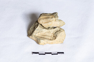 A mold and cast fossil of a small trilobite, against a white background with a 5cm scale. © Marieke
