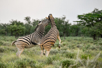 zebra in the wild savanna, animal of africa