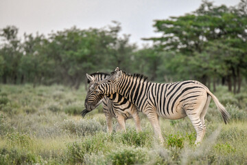 zebra in the wild savanna, animal of africa