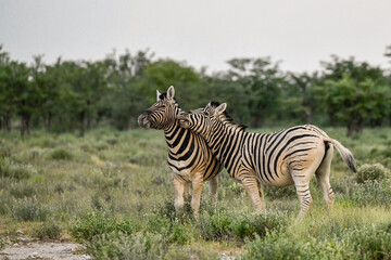 zebra in the wild savanna, animal of africa