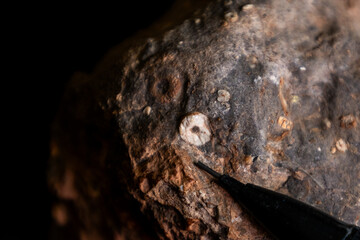 Close-up of a crinoid fossil in dark grey siltstone, © Marieke
