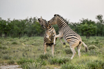 zebra in the wild savanna, animal of africa