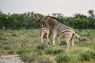 zebra in the wild savanna, animal of africa