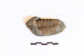 Trilobite Fossil against a white background, with a 5cm scale