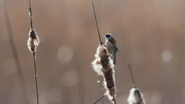 Eurasian penduline tit holds onto the seed head typha and and looks for insects on a sunny spring day.	