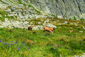 Chamois in Velicka dolina valley in High Tatras mountains in Slovakia © honza28683