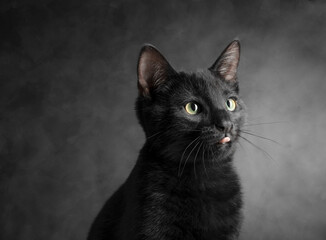 black cat, studio photography, young cat, feline, sleek fur, whiskers, curious eyes, portrait, dark background, mysterious