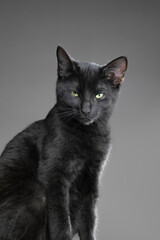 black cat, studio photography, young cat, feline, sleek fur, whiskers, curious eyes, portrait, dark background, mysterious