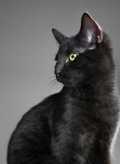 black cat, studio photography, young cat, feline, sleek fur, whiskers, curious eyes, portrait, dark background, mysterious