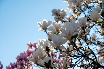 Magnolia blossoms on a tree