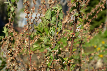 Diseases of the cherry tree.cherry fungal disease, moniliosis or monilialny burn.